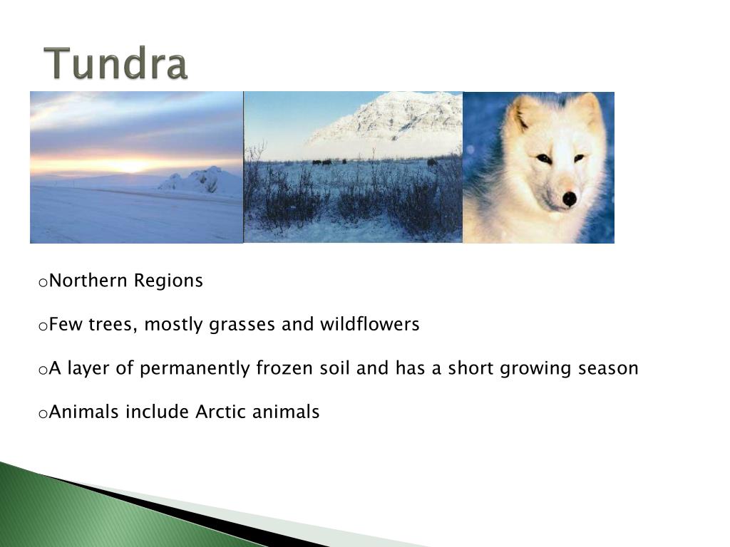 PPT - Everything YOU need to know about ECOLOGY PowerPoint Presentation ...