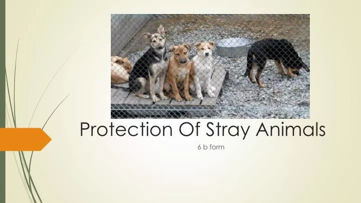PPT - Protection Of Stray Animals PowerPoint Presentation, free download -  ID:2514809