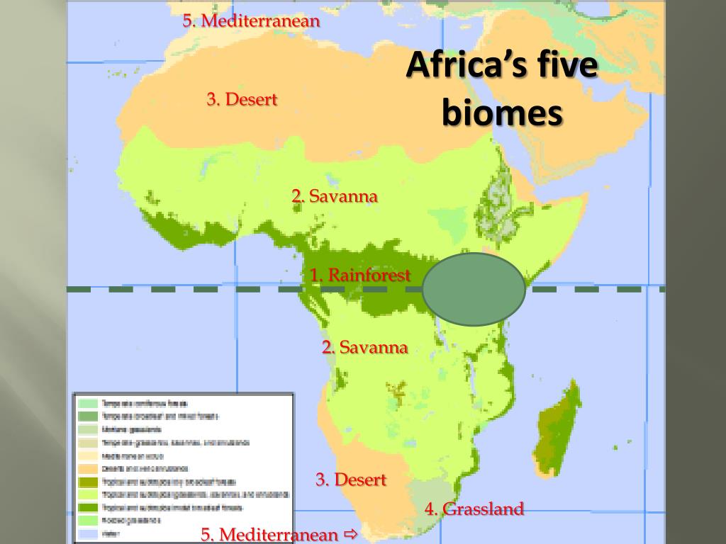 What are the 4 main biomes in Africa? - Rankiing Wiki : Facts, Films ...