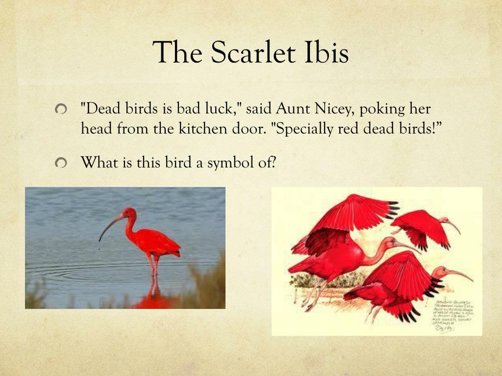 scarlet ibis essays on symbolism