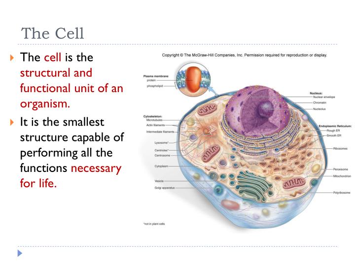 Cell Structure And Function Ppt