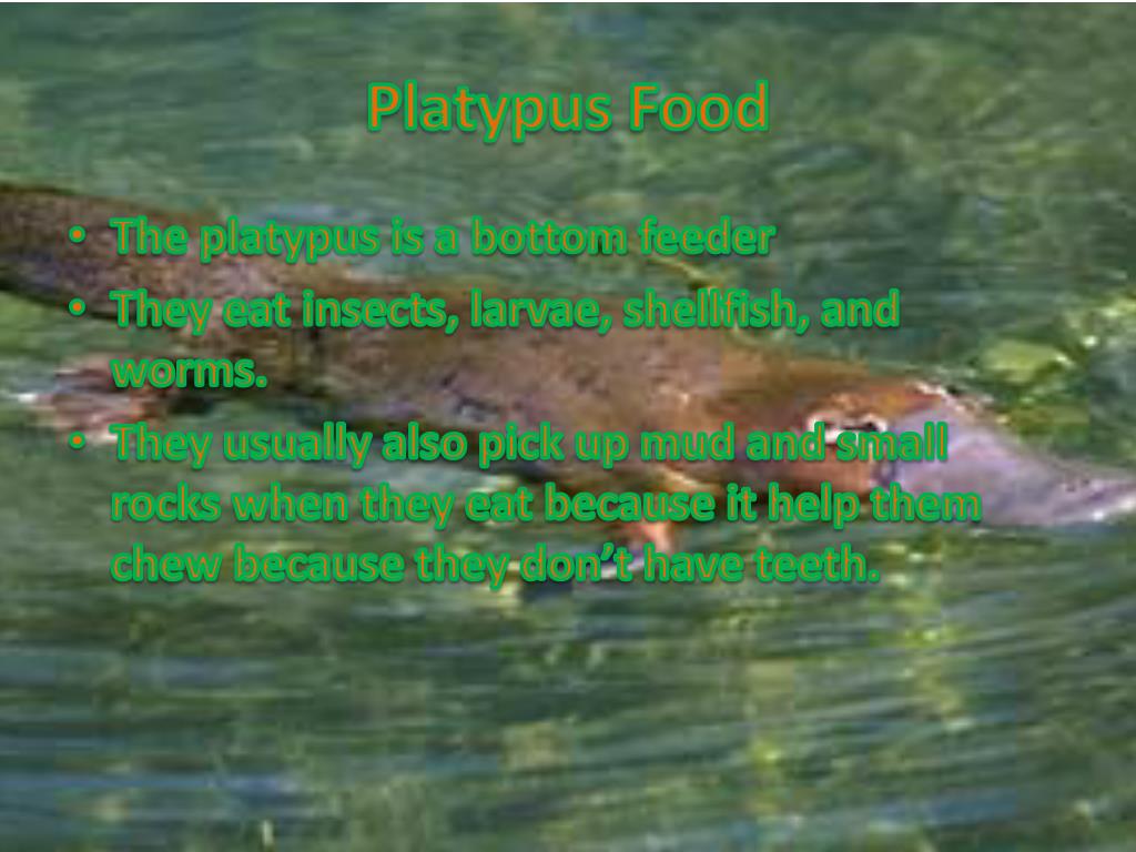 PLATYPUS PowerPoint Presentation, free download Biology Diagrams