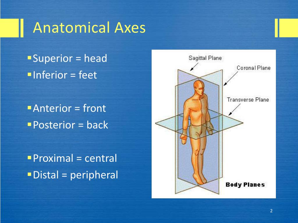 PPT Medical Imaging Modalities PowerPoint Presentation Free Download 