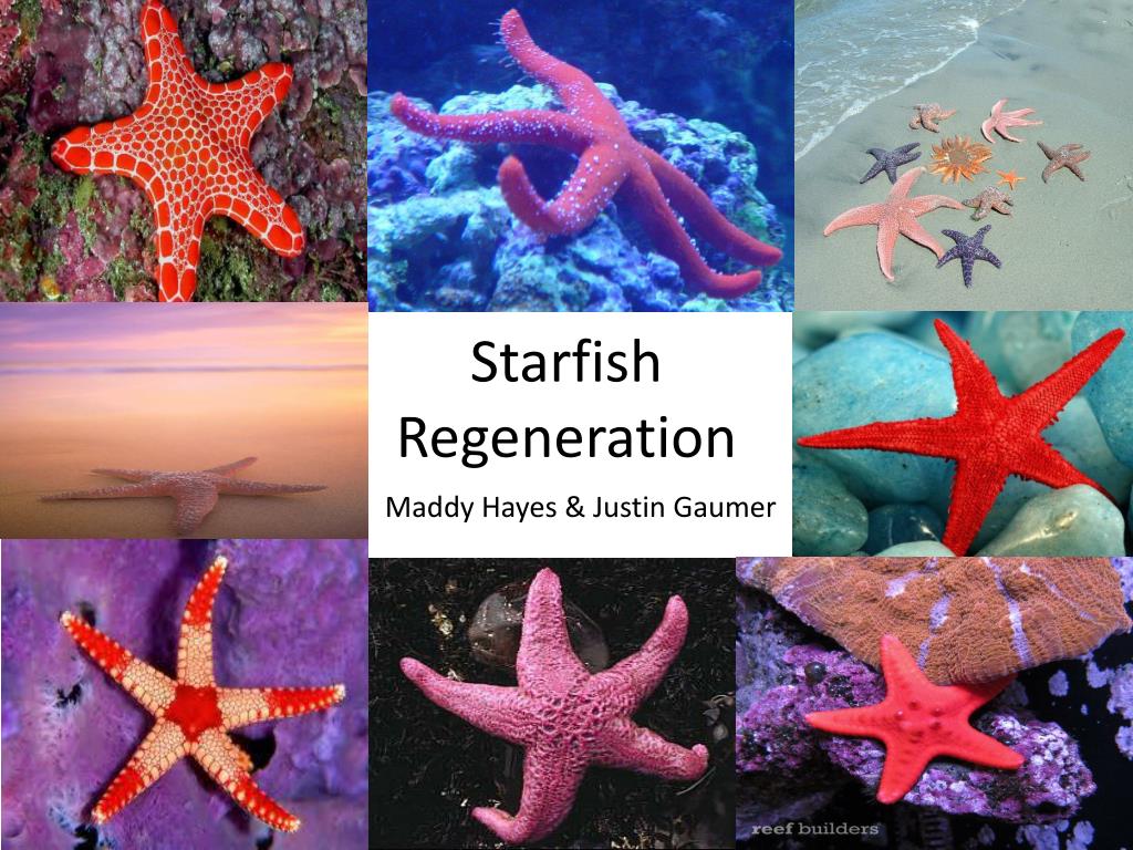 Starfish Regeneration.