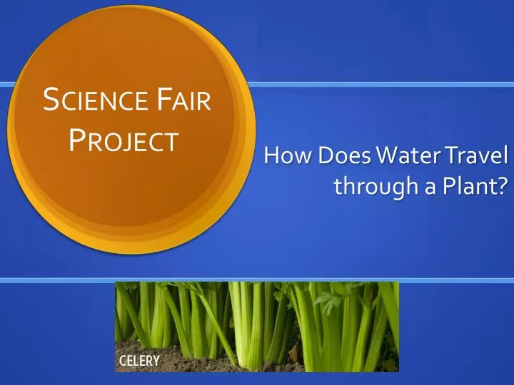 PPT How Does Water Travel through a Plant? PowerPoint