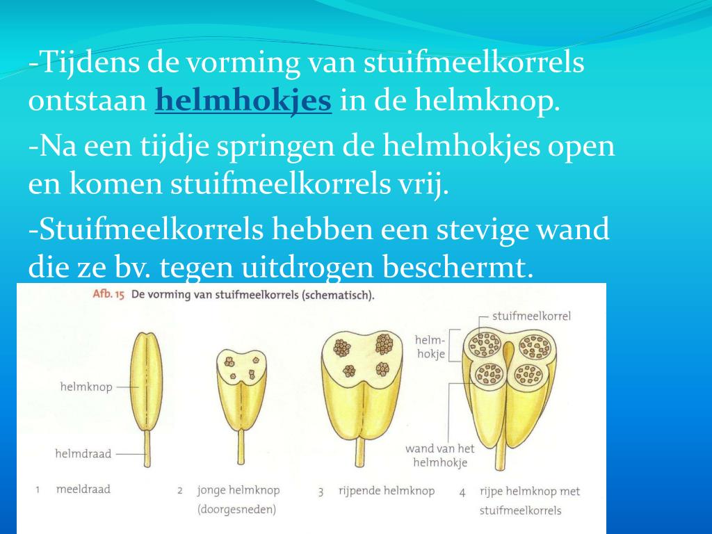 PPT - B2 De bouw/functie van bloemen PowerPoint Presentation, free