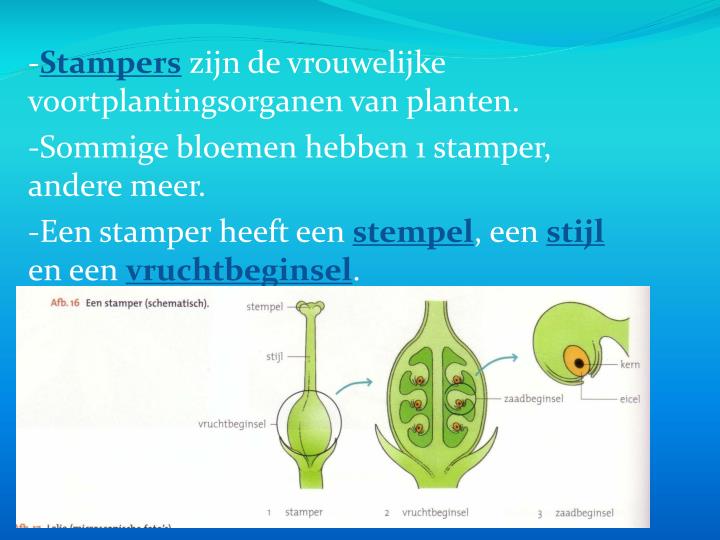 PPT - B2 De bouw/functie van bloemen PowerPoint Presentation - ID:2520051