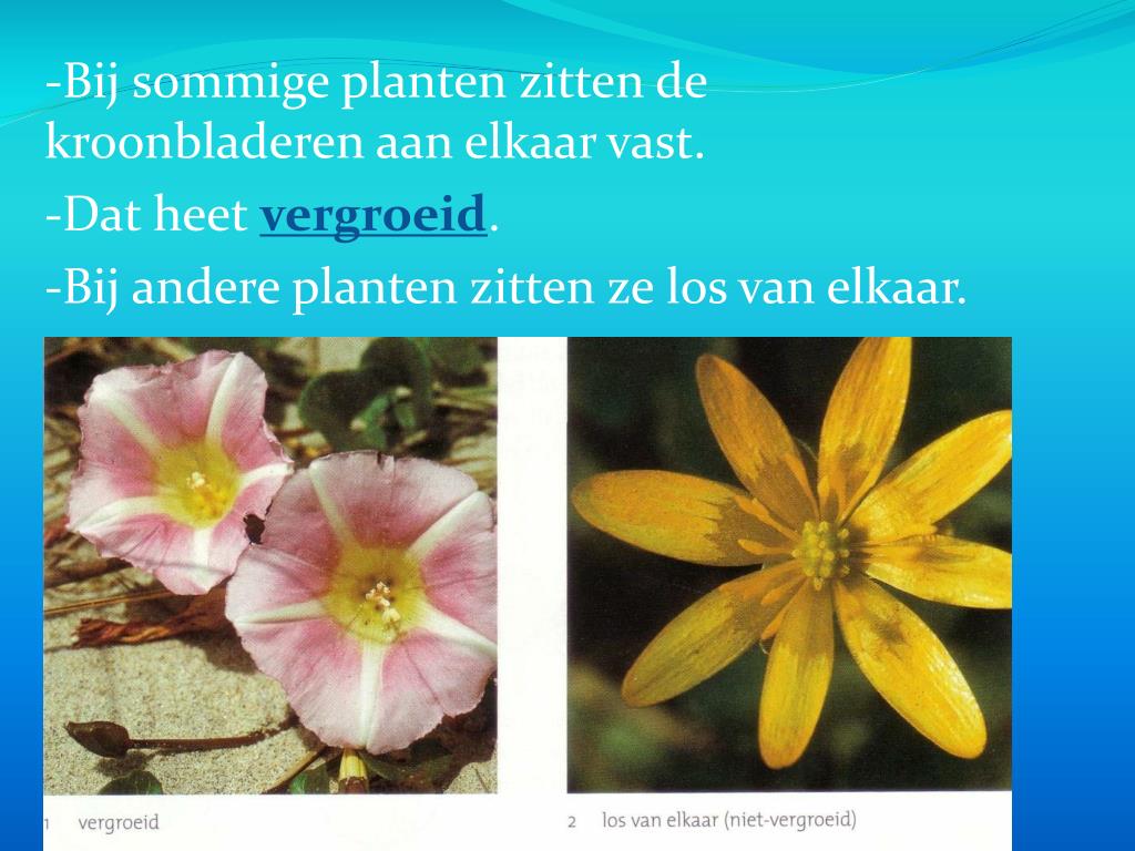 PPT - B2 De bouw/functie van bloemen PowerPoint Presentation, free