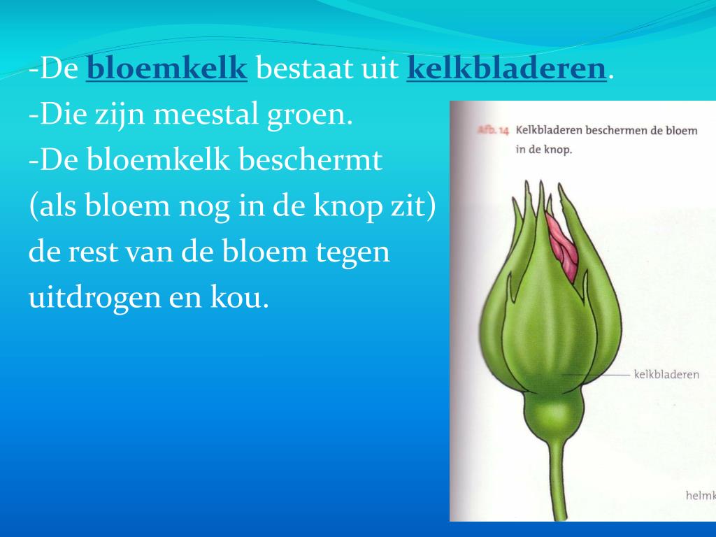 PPT - B2 De bouw/functie van bloemen PowerPoint Presentation, free