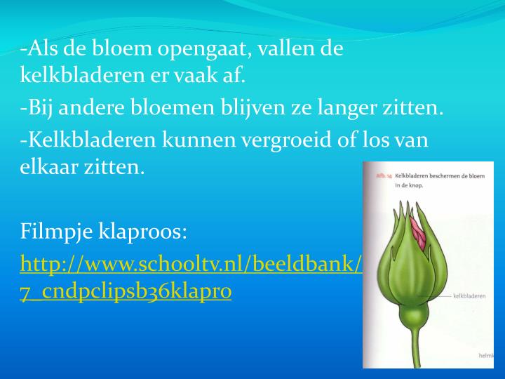 PPT - B2 De bouw/functie van bloemen PowerPoint Presentation - ID:2520051