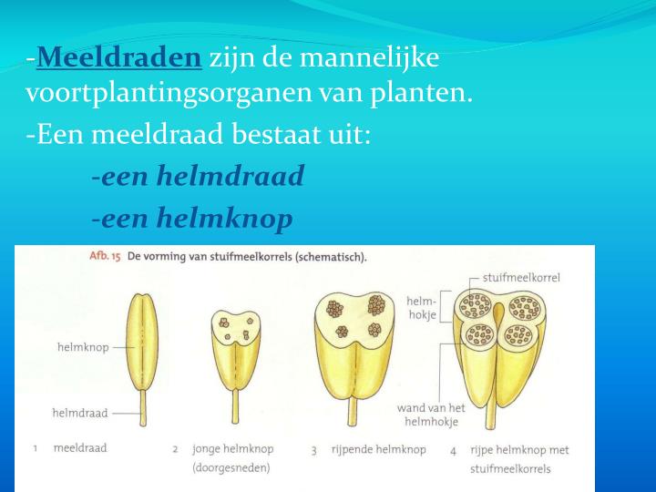 PPT - B2 De bouw/functie van bloemen PowerPoint Presentation - ID:2520051