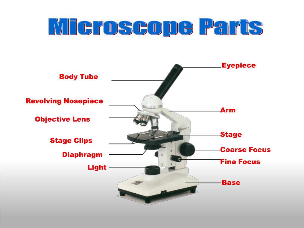 Microscope Revolving Nosepiece Function - Micropedia