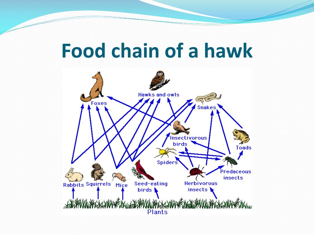 Hawk PowerPoint Presentation, free download Biology Diagrams