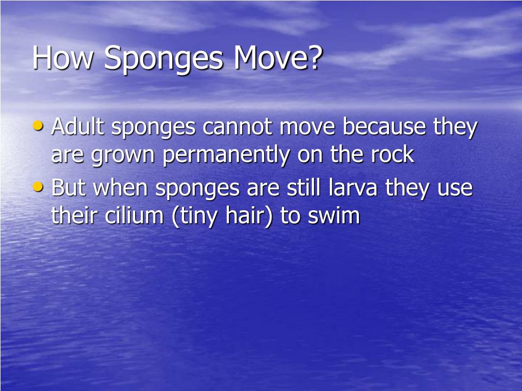 sea sponge moving