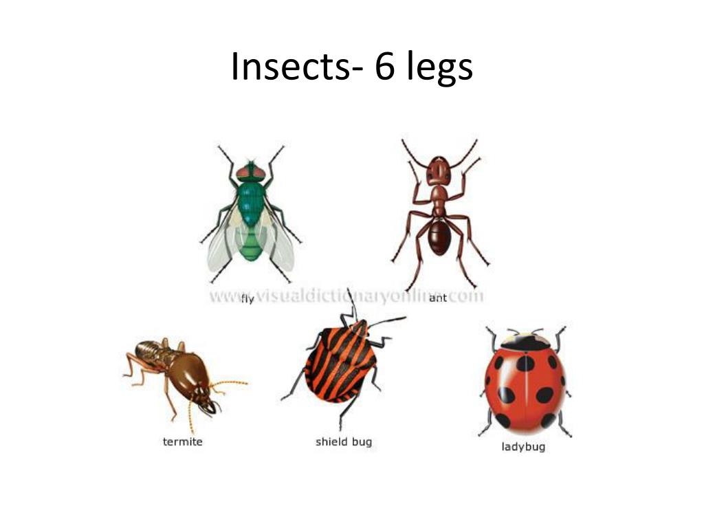 Insect legs