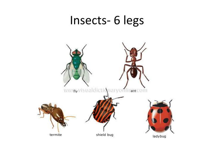 PPT Invertebrates PowerPoint Presentation ID2524110