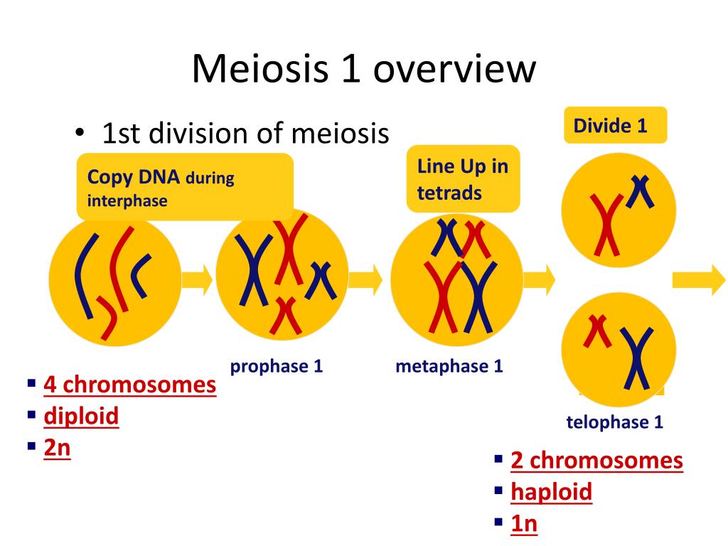 Ppt Stages Of Meiosis Powerpoint Presentation Free Download Id 2524285