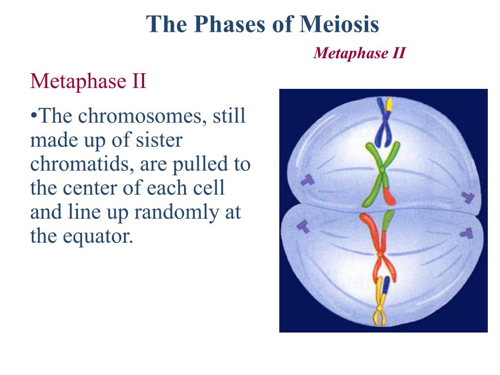 Each cell. Sister chromatids are. The Stage of Meiosis in which the sister chromatids begin to move toward the Poles is.