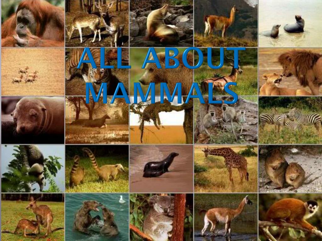 PPT - All About Mammals PowerPoint Presentation, free download - ID:2524312
