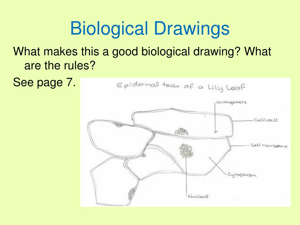 PPT - Topic 2.1 – Size Of Cells & Magnification 2.1.1 - 2.1.10 Text Pg ...