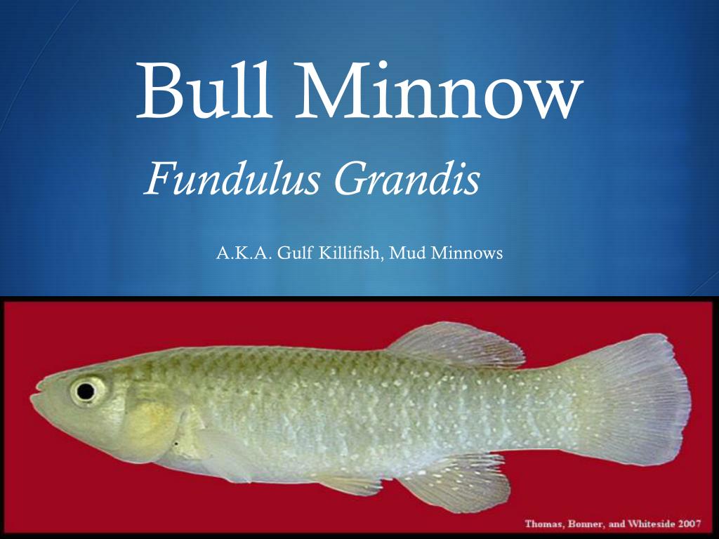 PPT - Bull Minnow Fundulus Grandis PowerPoint Presentation, free download -  ID:2525696