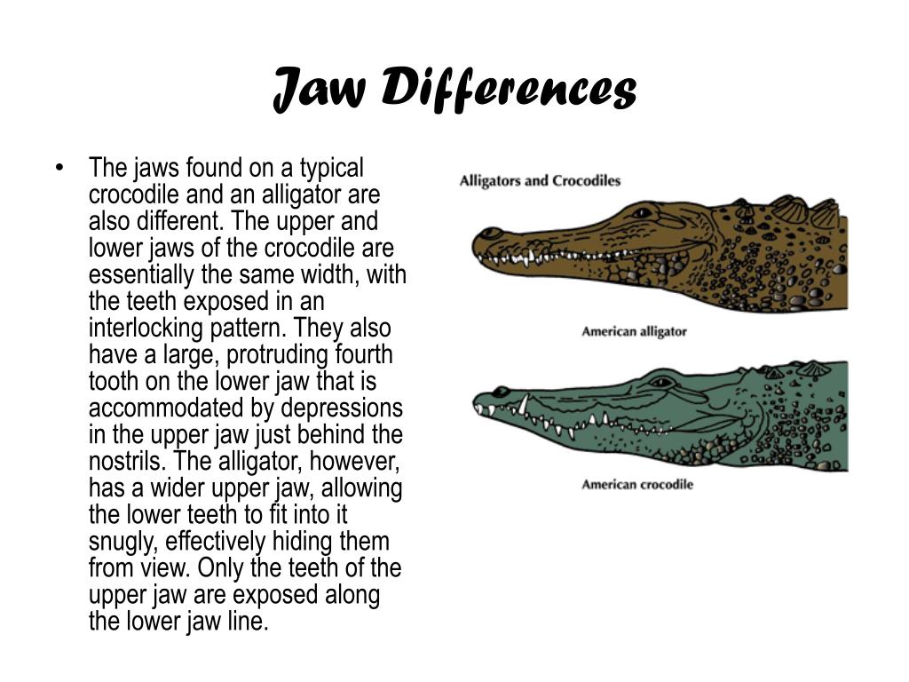 Ppt The Difference In Crocodiles And Alligators Powerpoint Presentation