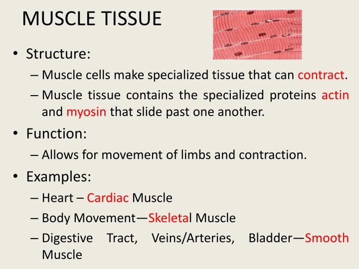 PPT - Epithelial Cells form Epithelial Tissue PowerPoint Presentation