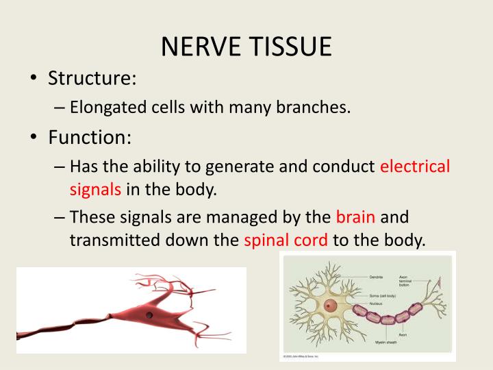 PPT - Epithelial Cells form Epithelial Tissue PowerPoint Presentation