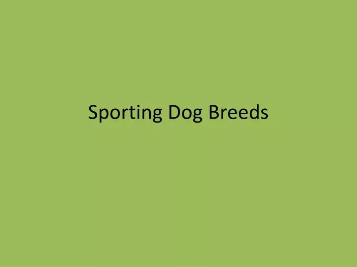 sporting dog breeds n.