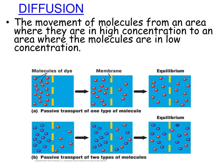 ppt passive transport powerpoint presentation id 2528206 movement of molecules from high to low concentration