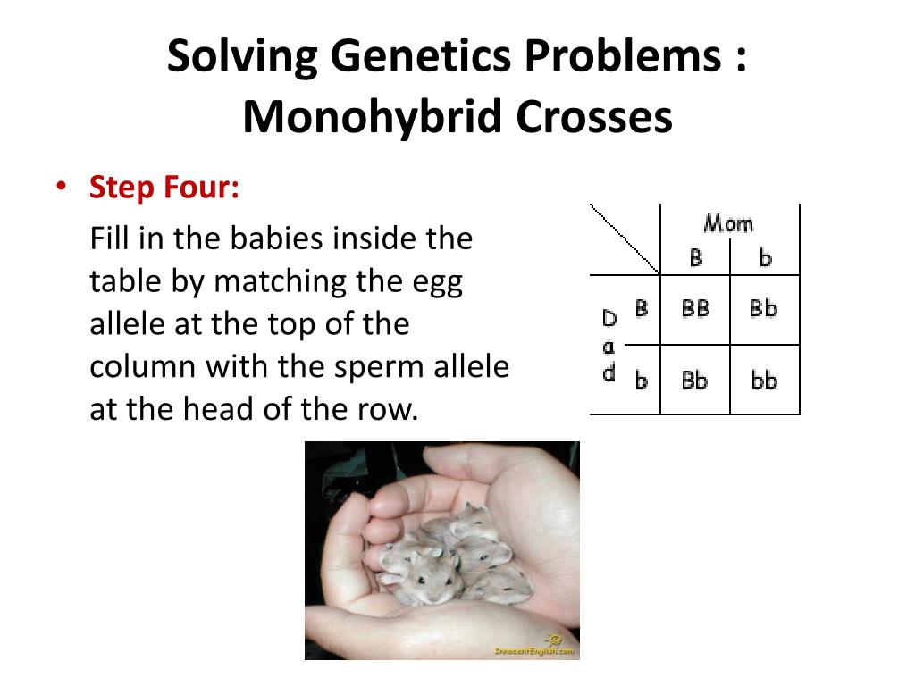 genetics problem solving crosses involving one trait answers