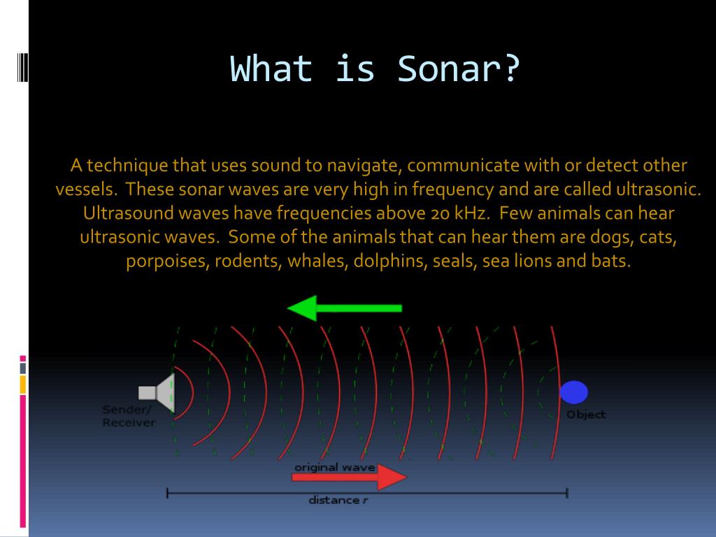PPT - Sonar & Animals PowerPoint Presentation, free download - ID:2528578