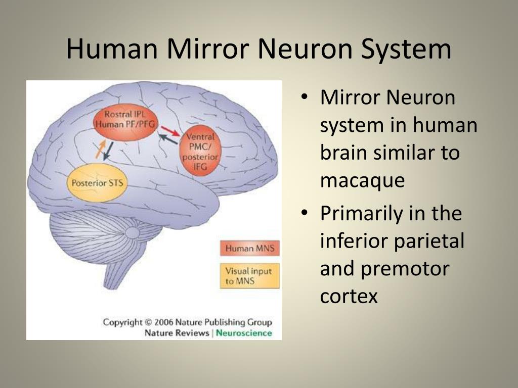 What are neurons in the brain - pasecolor