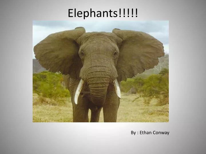 elephants n.
