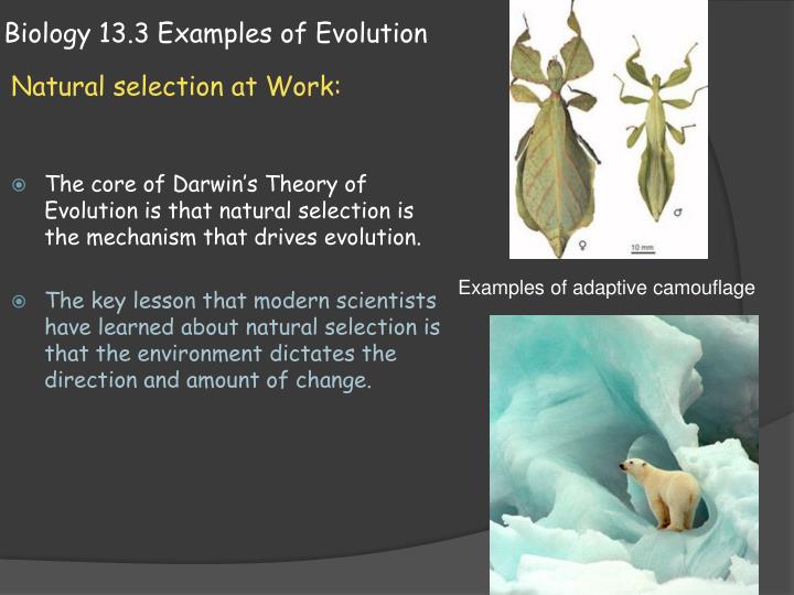 what is evolutionary theory in biology
