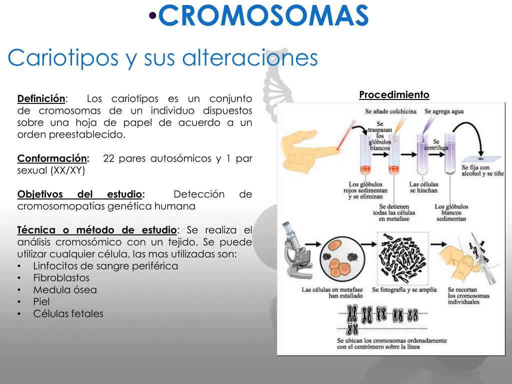 definición de cromosomas