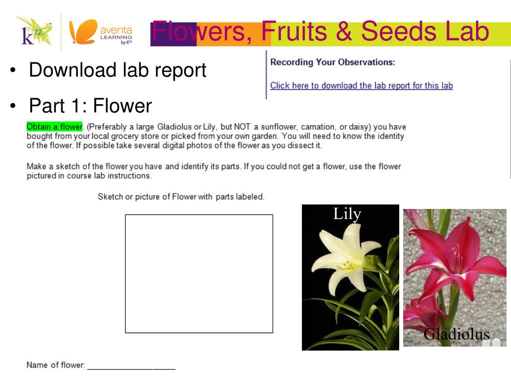 flowers fruits and seeds lab report