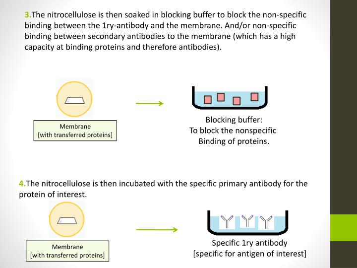 PPT Western Blotting PowerPoint Presentation ID:2530402