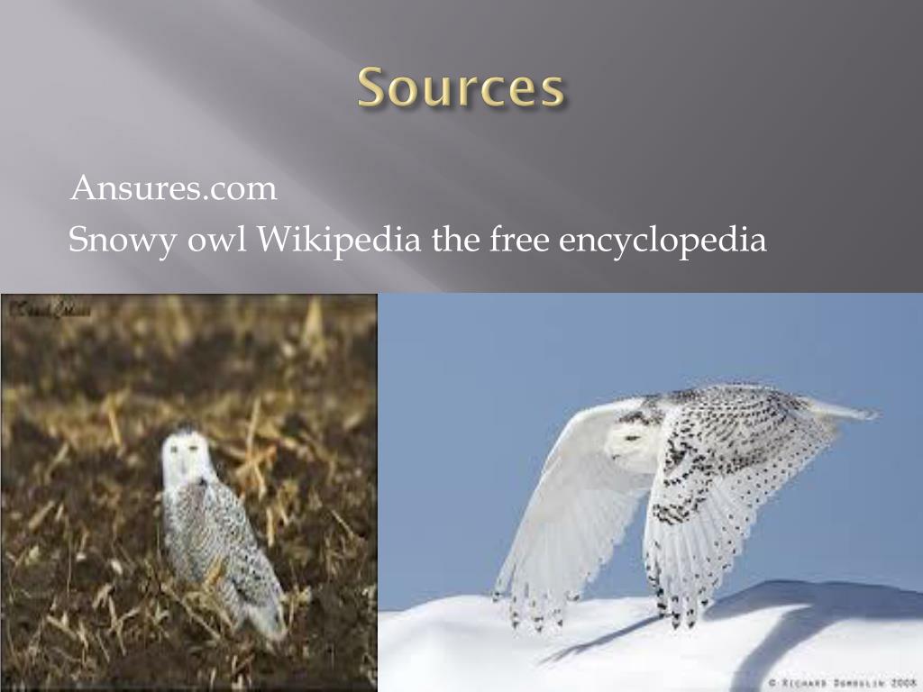 Snowy owl - Wikipedia