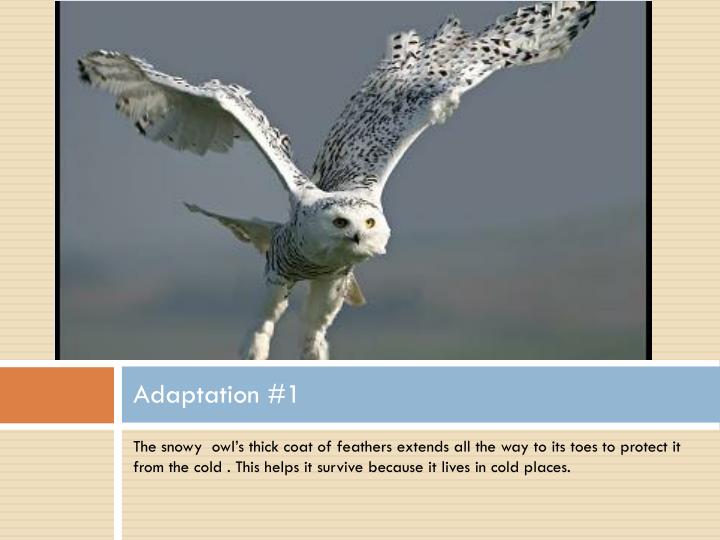 PPT - THE SNOWY OWL PowerPoint Presentation - ID:2530638