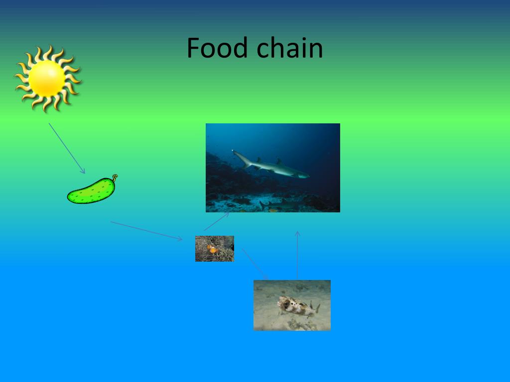 Shark PowerPoint Presentation, free download Biology Diagrams