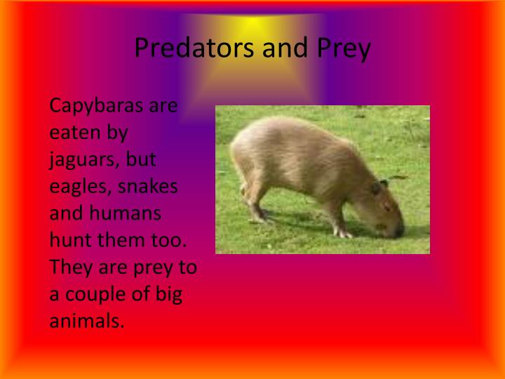 predator and prey examples in the rainforest