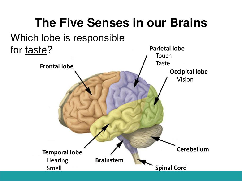 Brain sense