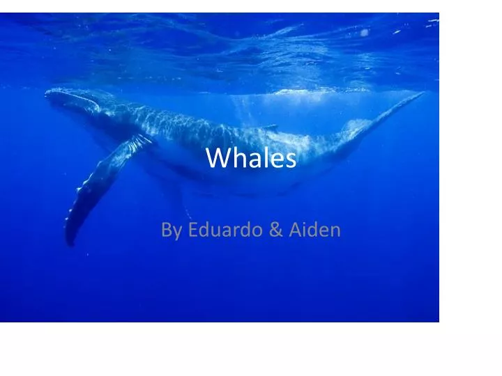 PPT - Whales PowerPoint Presentation, free download - ID:2533720