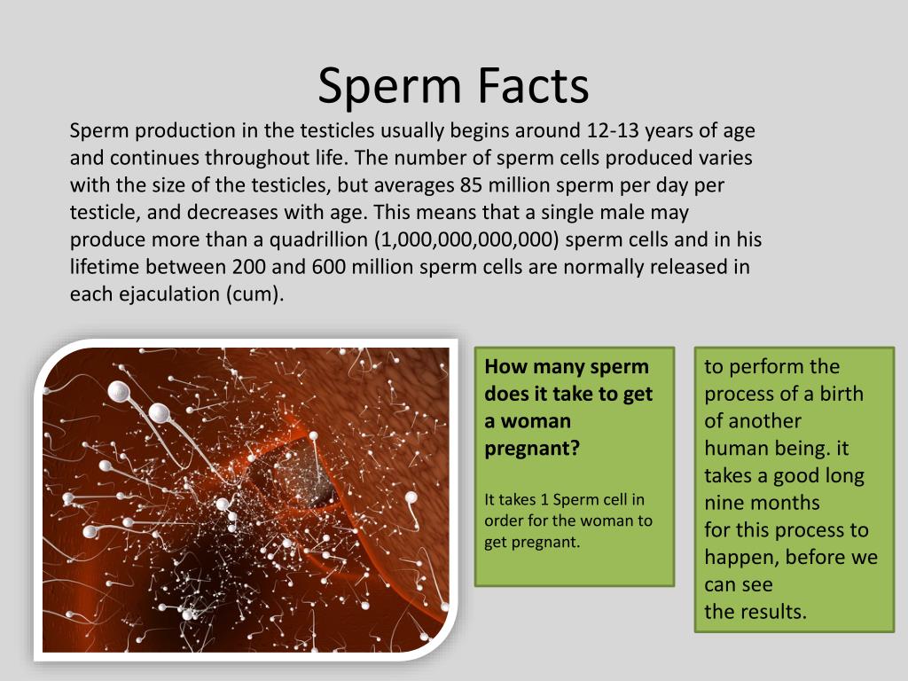 Ppt Sperm Powerpoint Presentation Free Download Id 2534864