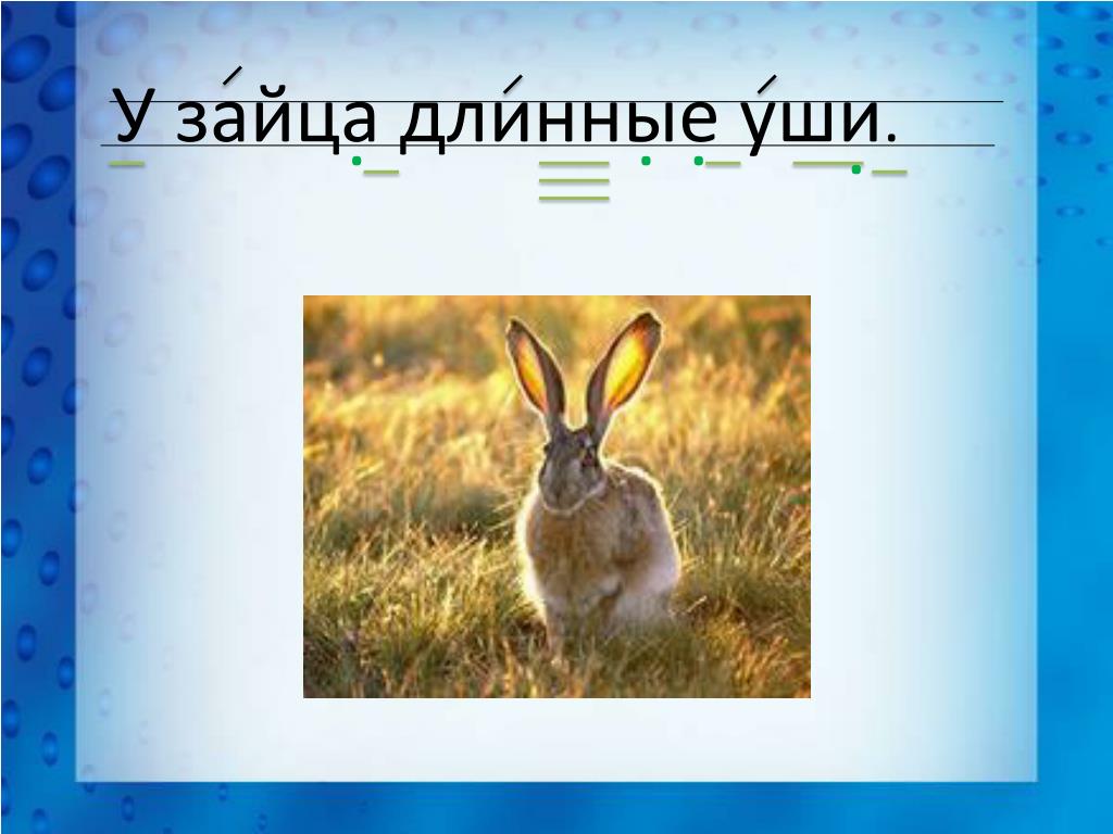 У зайца хвост короткий а уши. Заяц с длинными ушами. Предложение про зайца. Предложение со словом заяц. Схема предложения у зайца длинные уши.