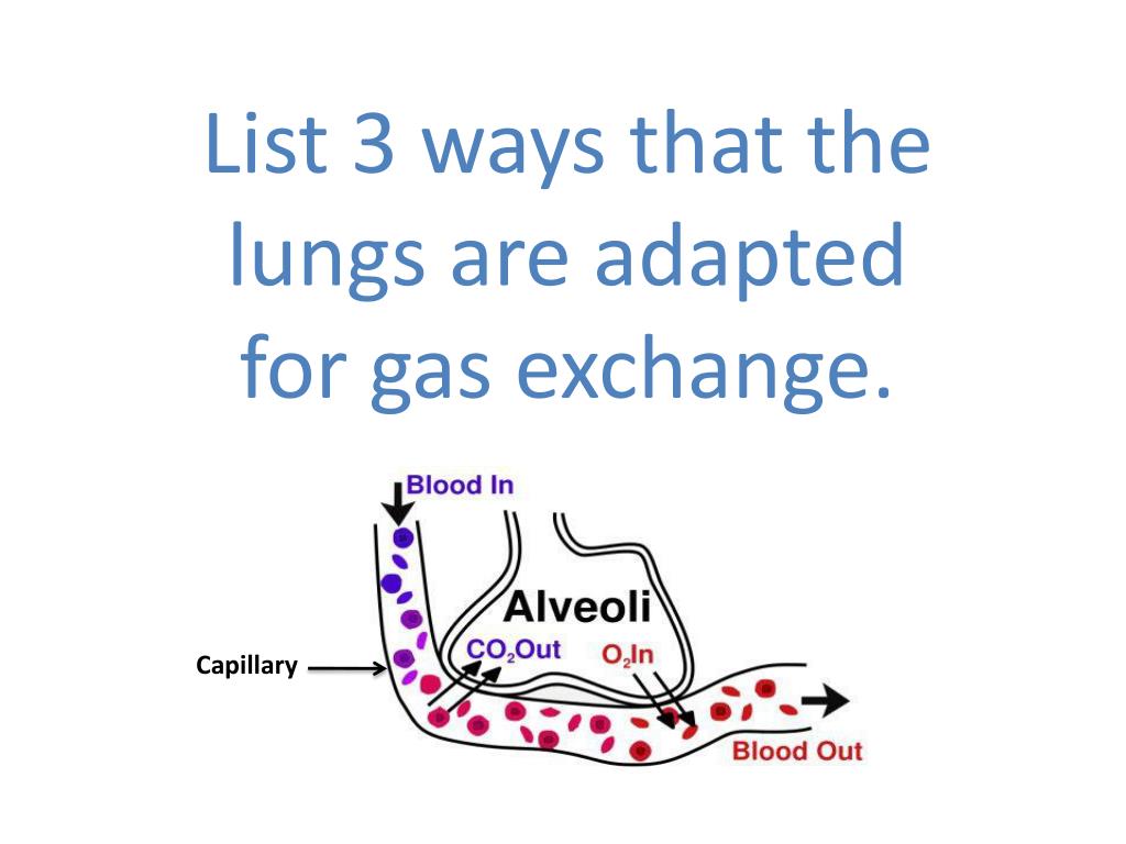 PPT Lungs PowerPoint Presentation Free Download ID 2535058