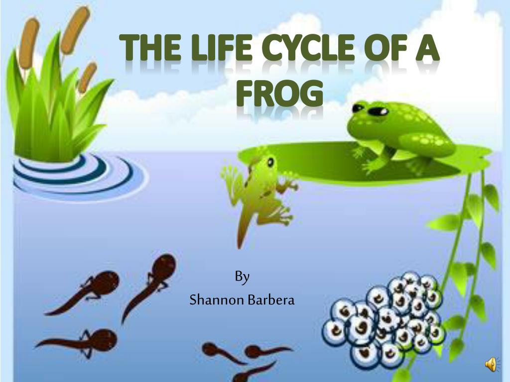 presentation life cycle of frog