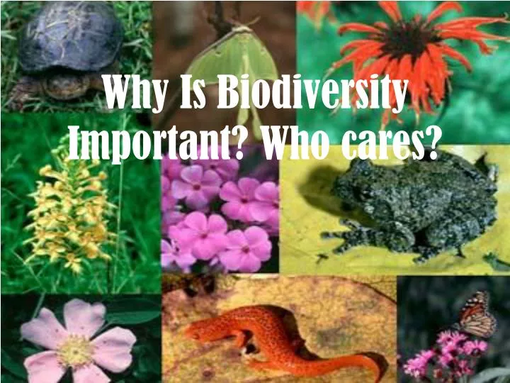 Ppt why is biodiversity important who cares powerpoint presentation 