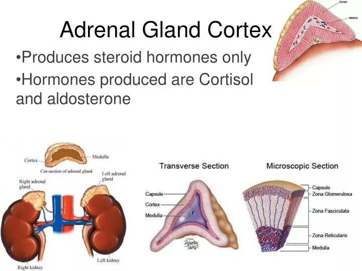 hormones of adrenal gland